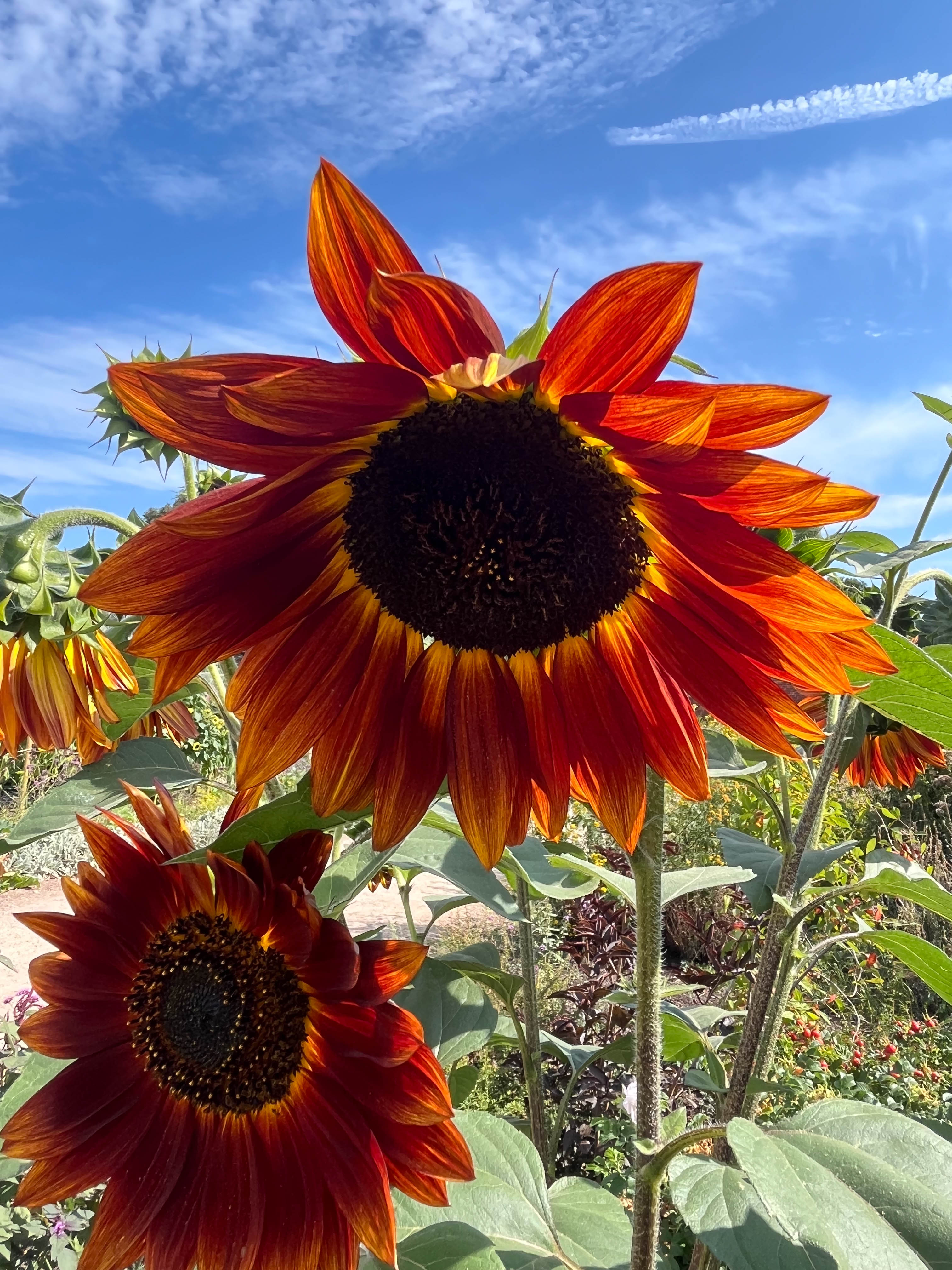 Deep reds and Oranges